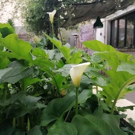 Appartement Zoralie Agde